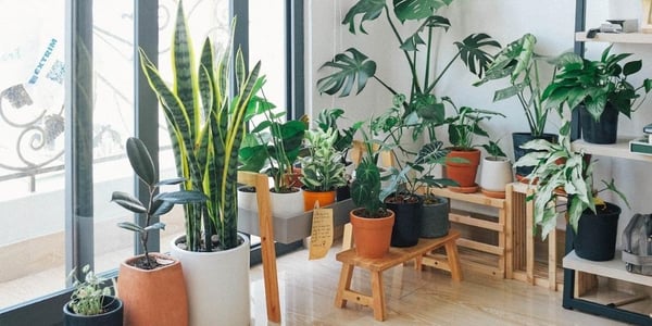 The Magic of Houseplants: 9 Reasons to Keep Them in Your Home